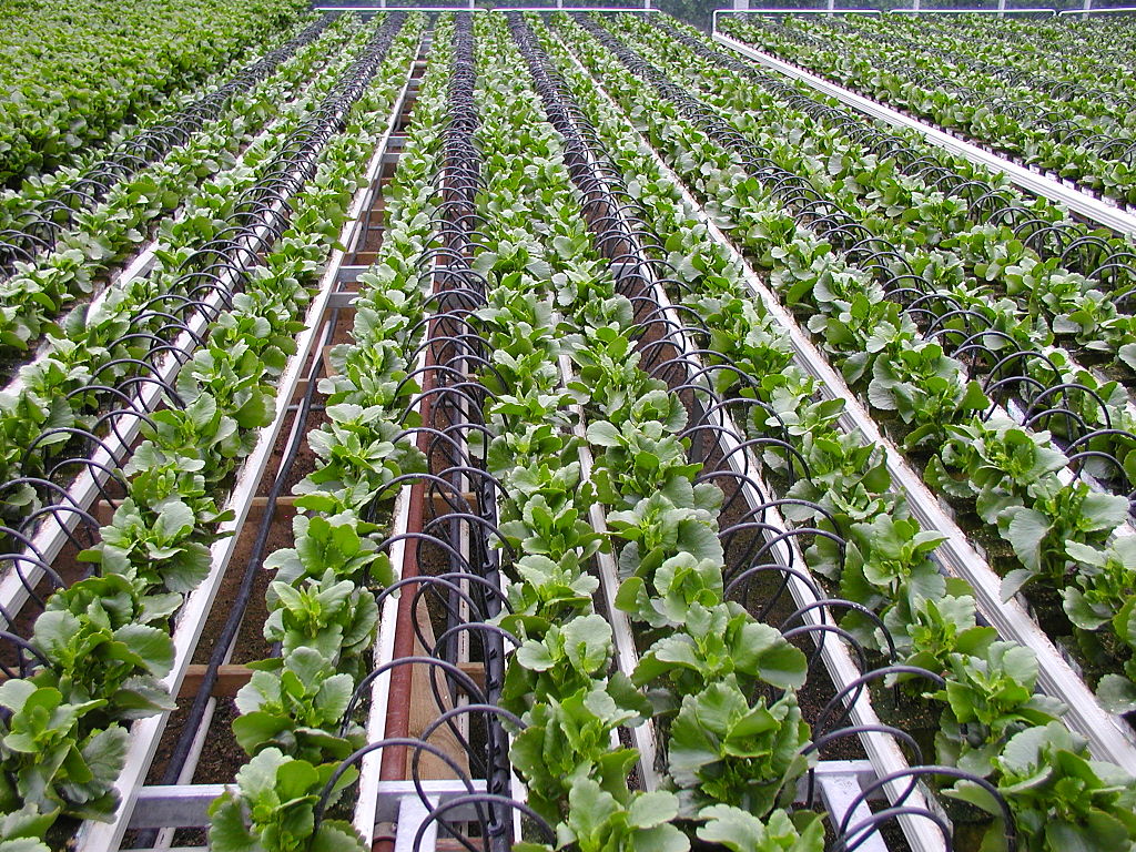 آبیاری قطره ای، بارانی و مه پاش