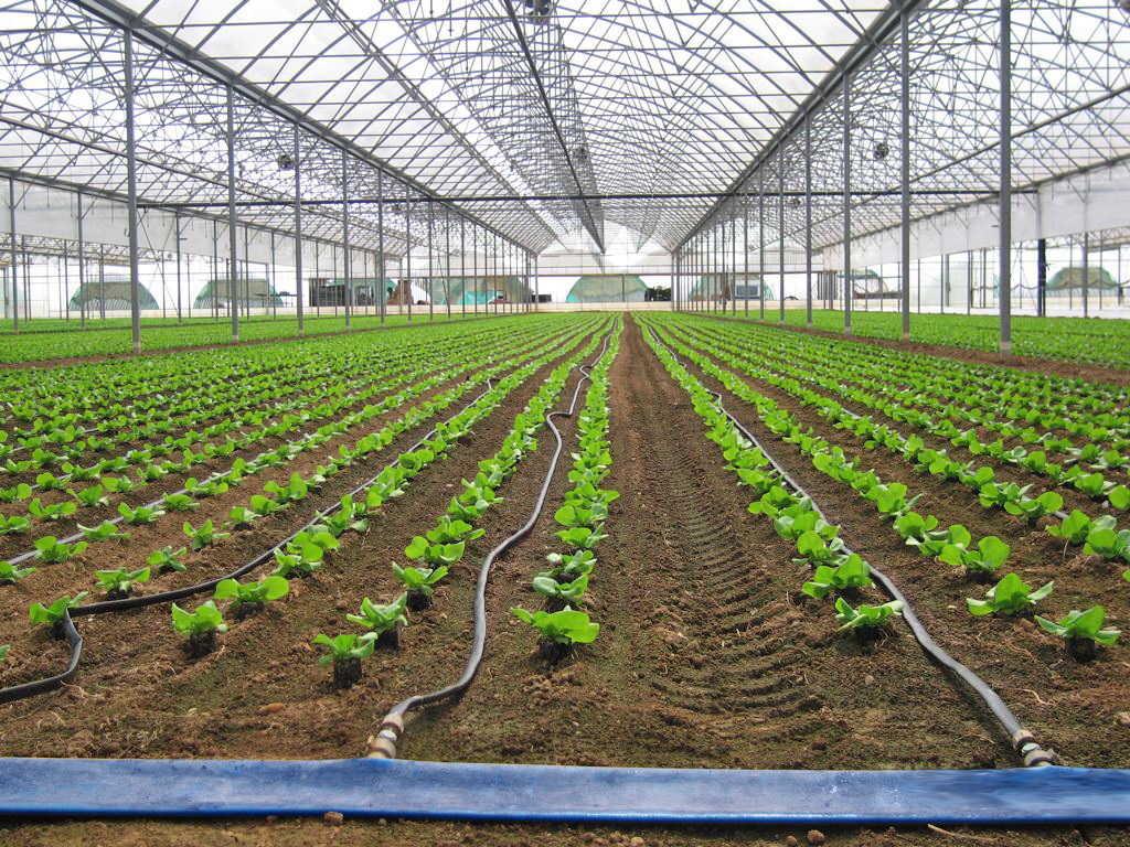 آبیاری قطره ای گلخانه